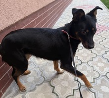 EMMA, Hund, Mischlingshund in Rumänien - Bild 3