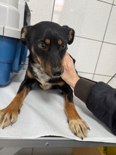 EMMA, Hund, Mischlingshund in Rumänien - Bild 4