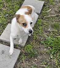MAXI, Hund, Mischlingshund in Rumänien