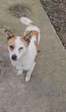 MAXI, Hund, Mischlingshund in Rumänien - Bild 4
