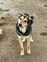 CÄSAR, Hund, Mischlingshund in Rumänien - Bild 1