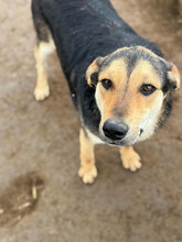 CÄSAR, Hund, Mischlingshund in Rumänien - Bild 3