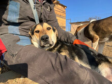 CÄSAR, Hund, Mischlingshund in Rumänien - Bild 4