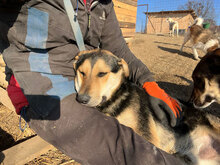 CÄSAR, Hund, Mischlingshund in Rumänien - Bild 5