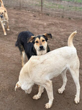 CÄSAR, Hund, Mischlingshund in Rumänien - Bild 7