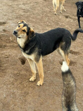 CÄSAR, Hund, Mischlingshund in Rumänien - Bild 8