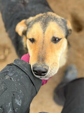 CÄSAR, Hund, Mischlingshund in Rumänien - Bild 9