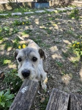 SHEENY, Hund, Mischlingshund in Rumänien