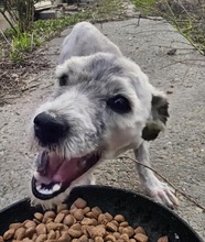 SHEENY, Hund, Mischlingshund in Rumänien - Bild 2