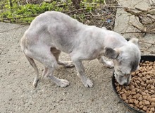 SHEENY, Hund, Mischlingshund in Rumänien - Bild 3