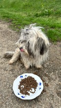 SHEENY, Hund, Mischlingshund in Rumänien - Bild 4