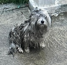 SHEENY, Hund, Mischlingshund in Rumänien - Bild 5