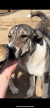 HANNAH, Hund, Mischlingshund in Rumänien - Bild 2