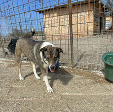 HANNAH, Hund, Mischlingshund in Rumänien - Bild 4