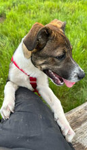 HANNAH, Hund, Mischlingshund in Rumänien - Bild 7