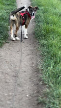 HANNAH, Hund, Mischlingshund in Rumänien - Bild 8