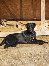 CHARLIE, Hund, Mischlingshund in Rumänien - Bild 1