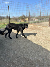 CHARLIE, Hund, Mischlingshund in Rumänien - Bild 2