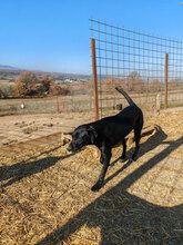 CHARLIE, Hund, Mischlingshund in Rumänien - Bild 3