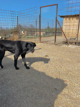 CHARLIE, Hund, Mischlingshund in Rumänien - Bild 4