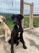 CHARLIE, Hund, Mischlingshund in Rumänien - Bild 5