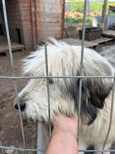 PADO, Hund, Herdenschutzhund in Rumänien - Bild 14