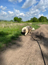 PADO, Hund, Herdenschutzhund in Rumänien - Bild 16