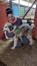 PADO, Hund, Herdenschutzhund in Rumänien - Bild 17
