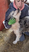 PADO, Hund, Herdenschutzhund in Rumänien - Bild 18