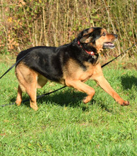 BENNO, Hund, Rottweiler in Friesenhagen - Bild 1