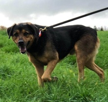 BENNO, Hund, Rottweiler in Friesenhagen - Bild 2