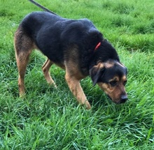 BENNO, Hund, Rottweiler in Friesenhagen - Bild 3