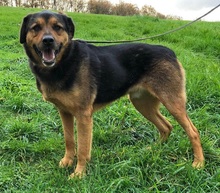 BENNO, Hund, Rottweiler in Friesenhagen - Bild 4