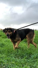 BENNO, Hund, Rottweiler in Friesenhagen - Bild 5