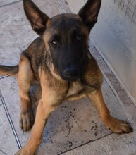 RANGER, Hund, Malinois in Malta