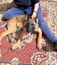 RANGER, Hund, Malinois in Malta - Bild 2
