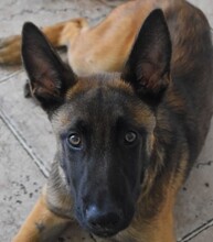RANGER, Hund, Malinois in Malta - Bild 3