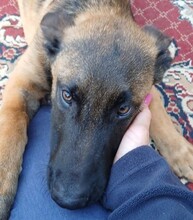 RANGER, Hund, Malinois in Malta - Bild 4
