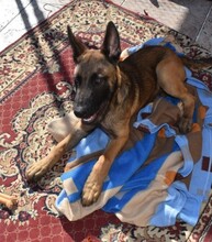 RANGER, Hund, Malinois in Malta - Bild 5