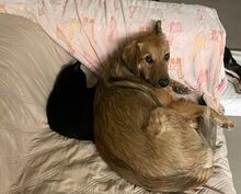 CONGO, Hund, Mischlingshund in Rumänien - Bild 2