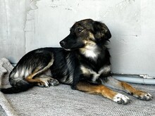 DOLLY3, Hund, Mischlingshund in Rumänien - Bild 2