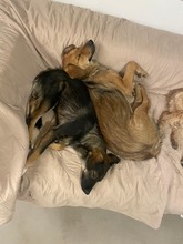 DOLLY3, Hund, Mischlingshund in Rumänien - Bild 4