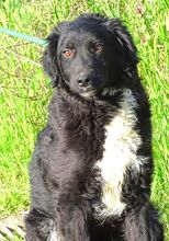 CLIFF, Hund, Mischlingshund in Rumänien - Bild 3