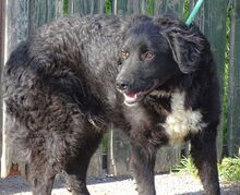 CLIFF, Hund, Mischlingshund in Rumänien - Bild 4