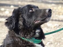 CLIFF, Hund, Mischlingshund in Rumänien - Bild 5