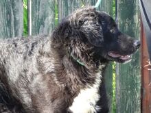 CLIFF, Hund, Mischlingshund in Rumänien - Bild 8
