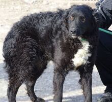 CLIFF, Hund, Mischlingshund in Rumänien - Bild 9