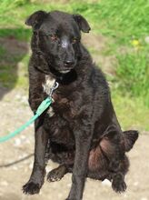 LUKA, Hund, Mischlingshund in Rumänien - Bild 4
