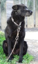 LUKA, Hund, Mischlingshund in Rumänien - Bild 5