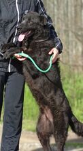 LUKA, Hund, Mischlingshund in Rumänien - Bild 6